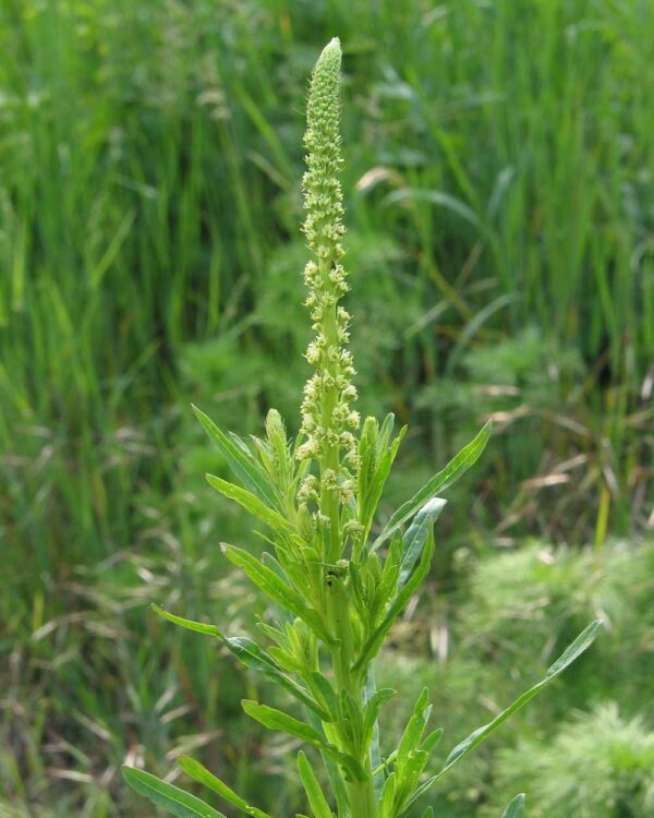 Reseda luteola Wau weld