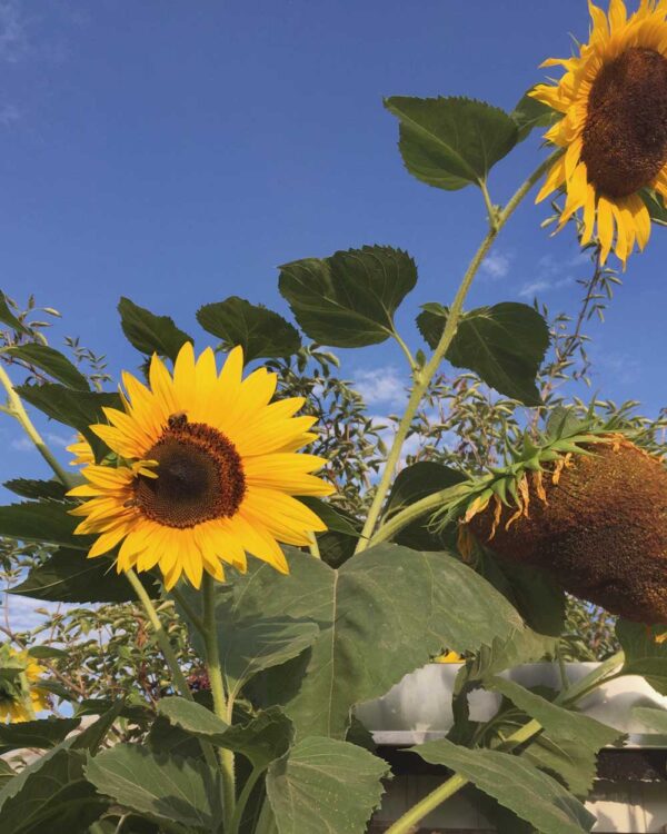 Hopi Black Sonnenblume mit drei großen Blütenköpfen