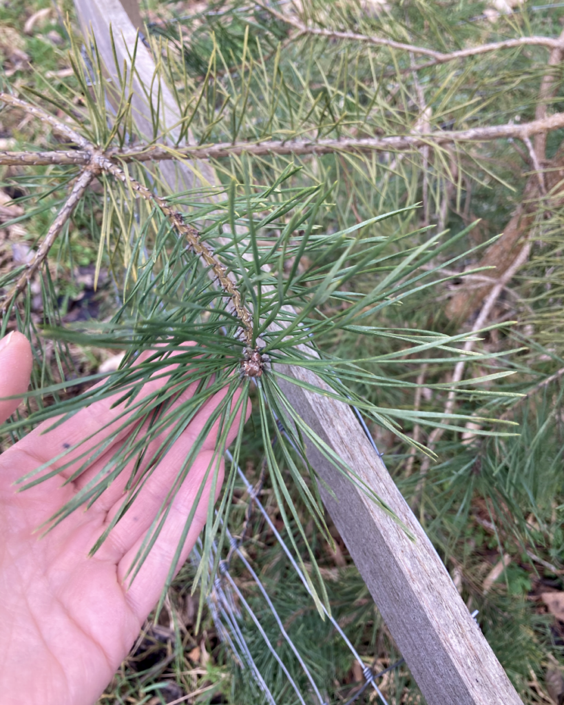 Junge Wald-Kiefer mit grünen Nadeln