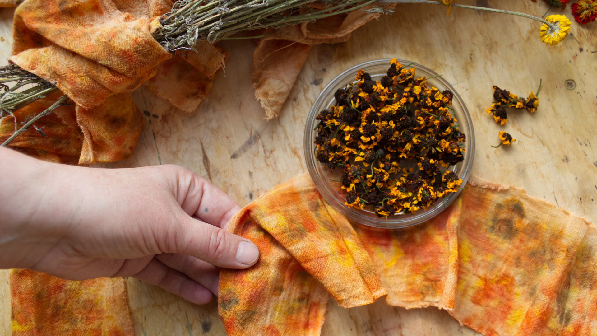 Orange-rostrot gefärbte Stoffbänder, gefärbt mit Blüten, drapiert mit Färberkamille und Blüten von Mädchenauge, eine Hand hält den Stoff
