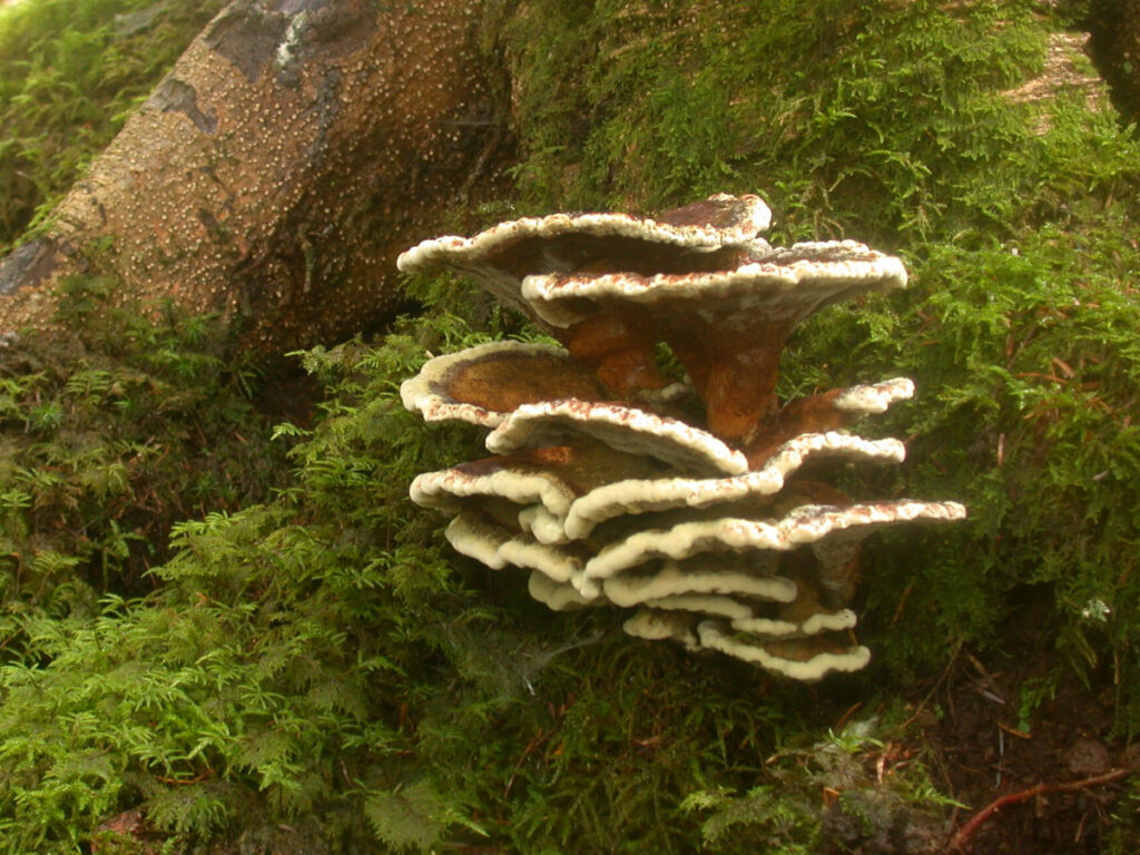 Frischer Kiefern-Braunporling im Grund eines Nadelbaums, in Moos